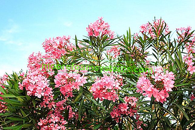 Navadni oleander - oskrba, bolezni, prezimovanje in drugi nasveti 2
