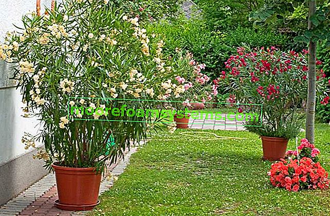 Gemeiner Oleander im Garten