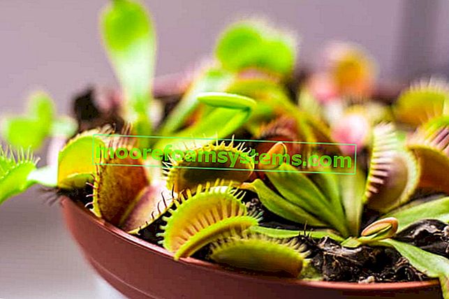 American Venus flytrap - variétés, prix, élevage, soins 2