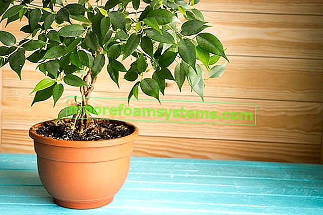 Ficus nebo populární ficus - odrůdy, péče, pěstování, tipy 2