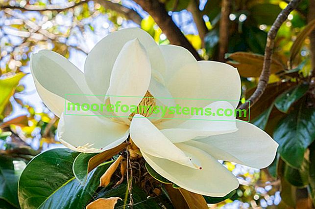 Magnolia al momento della fioritura in giardino, così come il prezzo della magnolia passo dopo passo