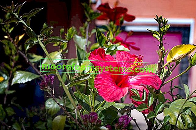 Hibiscus čínská růže - odrůdy, pěstování, péče, zalévání, reprodukce