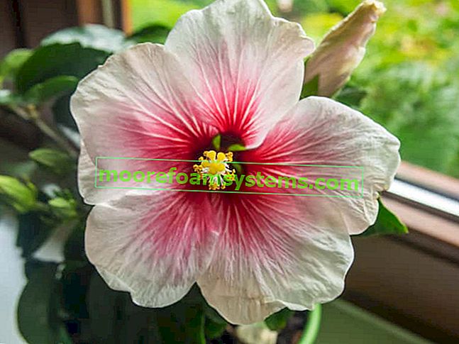 Hibiscus rose chinoise - variétés, culture, soins, arrosage, reproduction