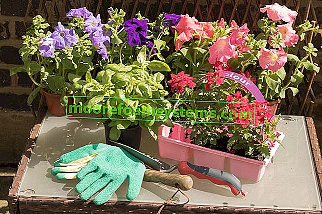 Градинска вербена - сортове, отглеждане и грижи за красиво градинско цвете 3