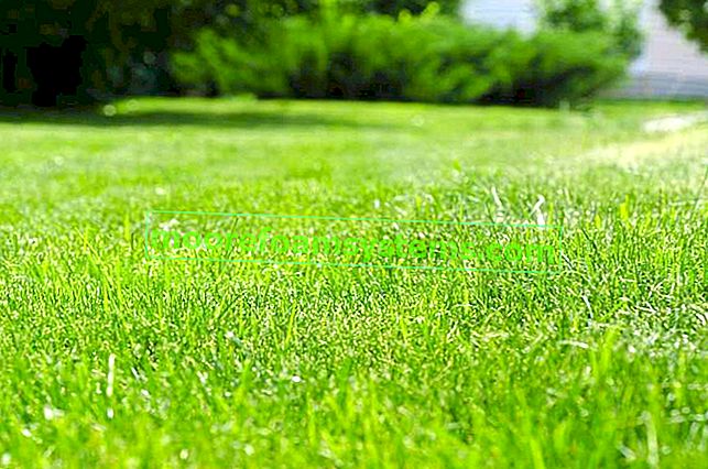 Comment et quand semer de l'herbe - installer une pelouse étape par étape
