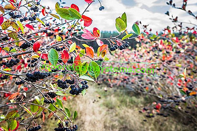 Черноплодная рябина - выращивание, уход, лечебные свойства плодов аронии 2