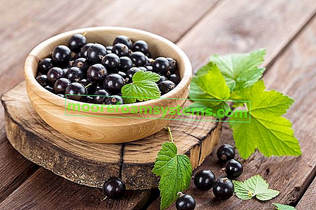 Schwarze Johannisbeere - Pflanzen, Anbau, Pflege, heilende Eigenschaften, Vitamine 2