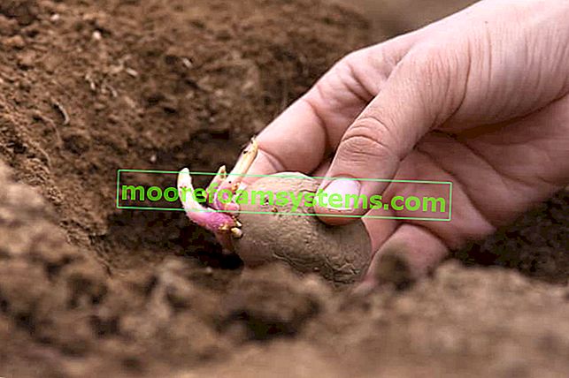 Planter des pommes de terre étape par étape - comment et quand planter des pommes de terre?