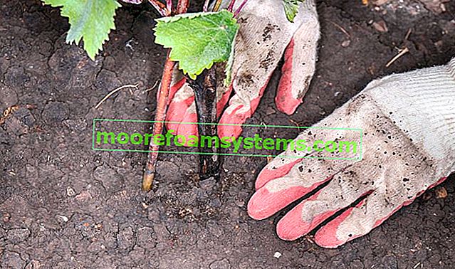 Výsadba hroznů na jaře a na podzim - praktický průvodce 2