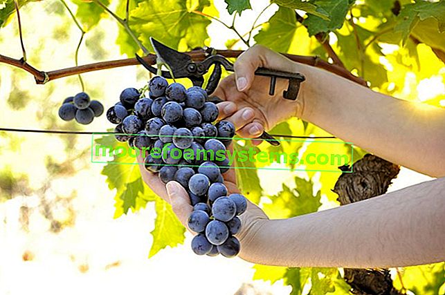 Vinařství v Polsku - nejlepší odrůdy pro pěstování 3