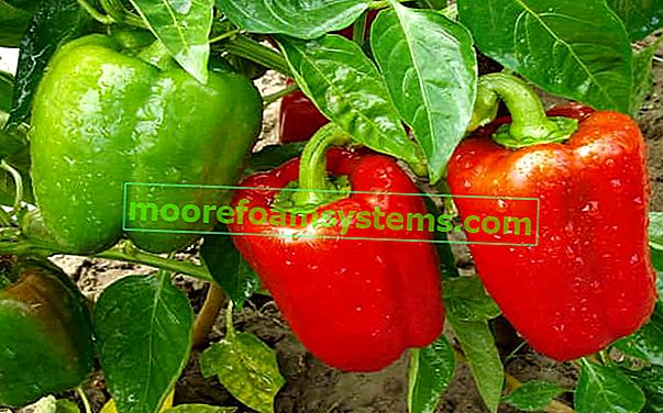 Uzgoj paprike u zemlji - sorte, sadnja, uzgoj, praktični savjeti