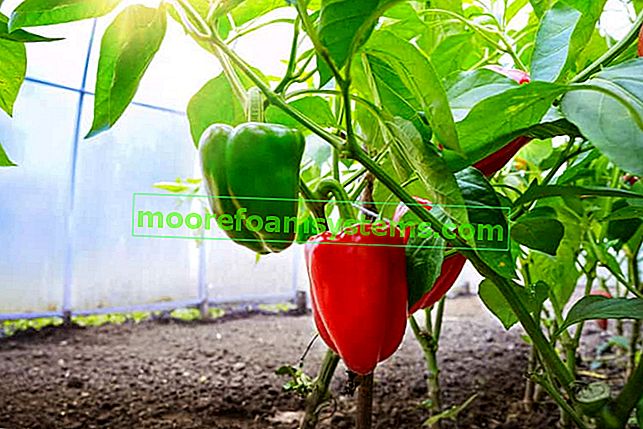 Paprika im Boden anbauen - Sorten, Pflanzen, Züchten, praktische Ratschläge