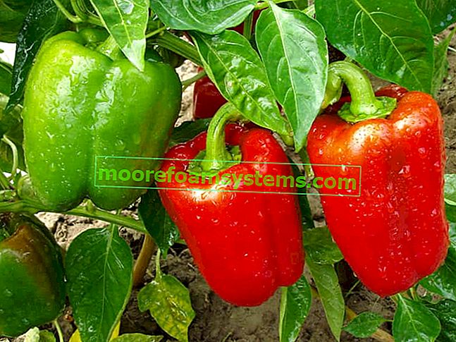 Coltivazione di peperoni nel terreno: varietà, semina, allevamento, consigli pratici