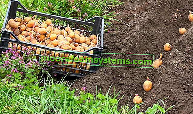 Pěstování brambor krok za krokem - výsadba, sklizeň, hnojení, tipy