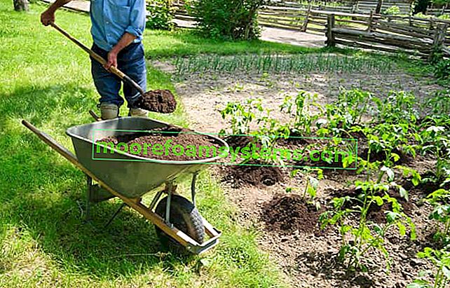 Pěstování brambor krok za krokem - výsadba, sklizeň, hnojení, tipy