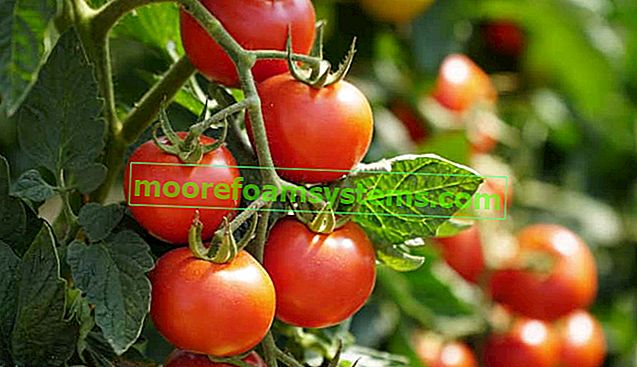 Ist Tomate ein Obst oder ein Gemüse? Wir erklären
