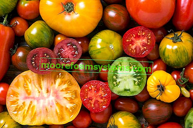 Доматът плод ли е или зеленчук? Ние обясняваме