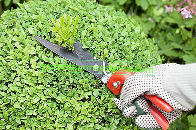 Prořezávání zimostrázu se zahradními nůžkami