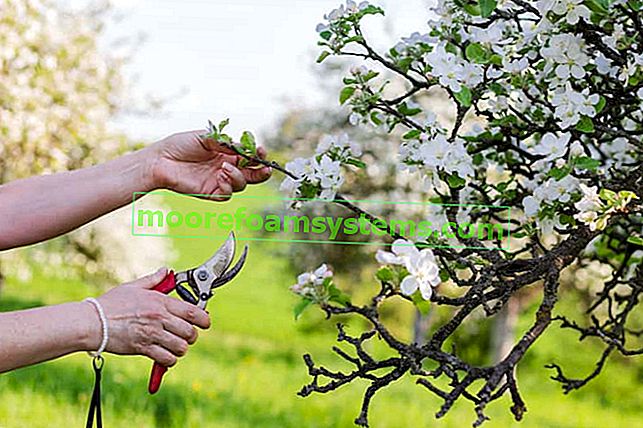 Подрязване на ябълково дърво стъпка по стъпка - как и кога да режете ябълково дърво?