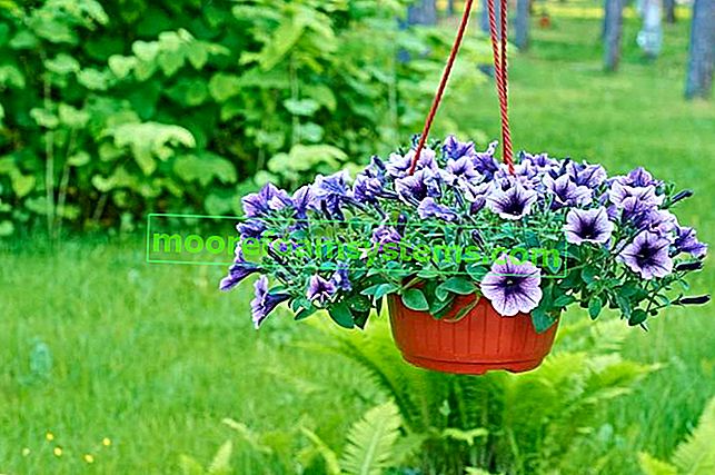Pétunia de jardin en fleurs dans un pot