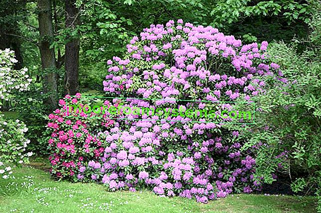 Rododendro viola su sfondo verde in giardino così come i prezzi del rododendro