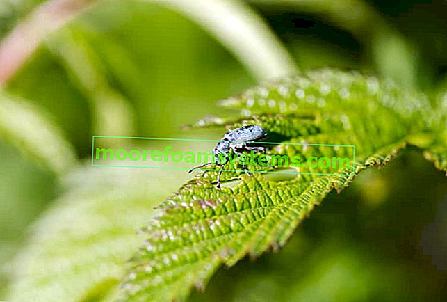 Geschwollene Insekten - die besten Methoden und Vorbereitungen zur Bekämpfung von Schwellungen