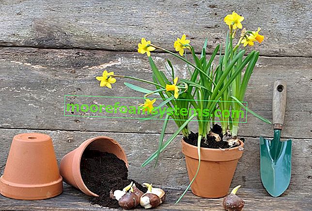 Narcis (narcis narcis) - sadnja, uzgoj, njega 2