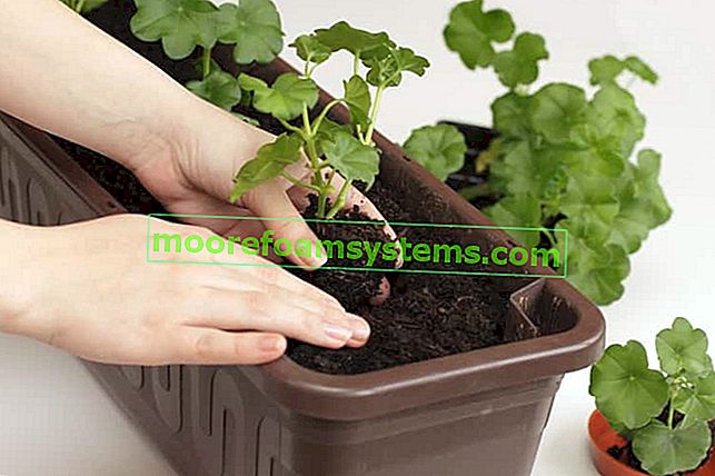 Planter des pélargoniums dans un pot