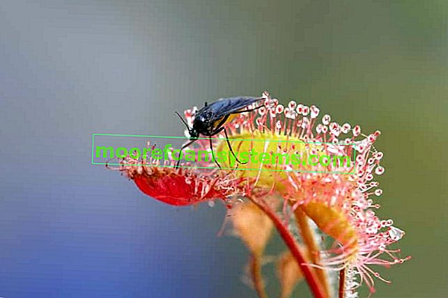 Le rossolis végétal est une plante insectivore avec un insecte