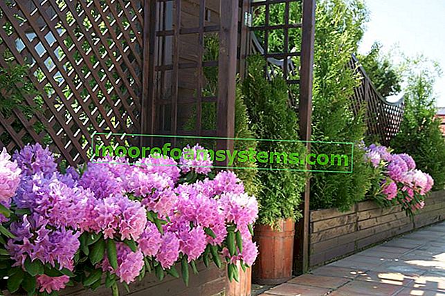 Rhododendron - výsadba, péče, pěstování a další tipy 2