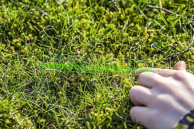 Combattre la mousse dans la pelouse et les pavés - bonnes pratiques 2