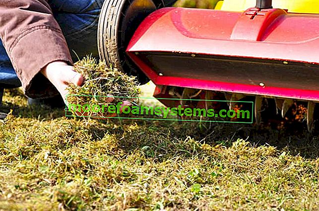 Éliminer la mousse de votre pelouse