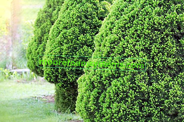 Коника бял смърч (Picea glauca Conica) - отглеждане, грижи, болести, съвети