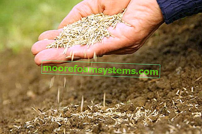 Najboljša podlaga za trato, ob kateri je ročno sejanje semen trave na tla