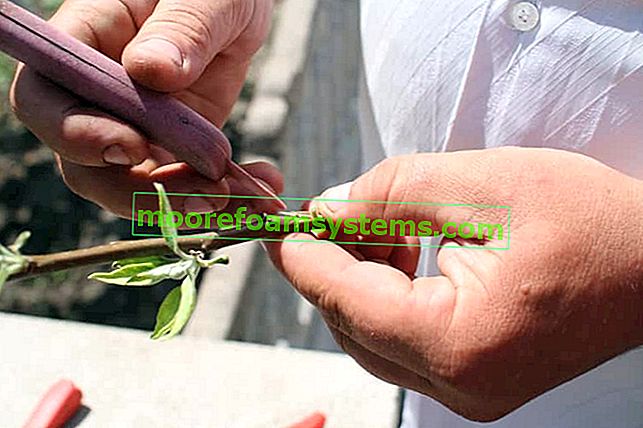 Мужчина с помощью небольшого ножа подготавливает веточки для прививки фруктовых деревьев
