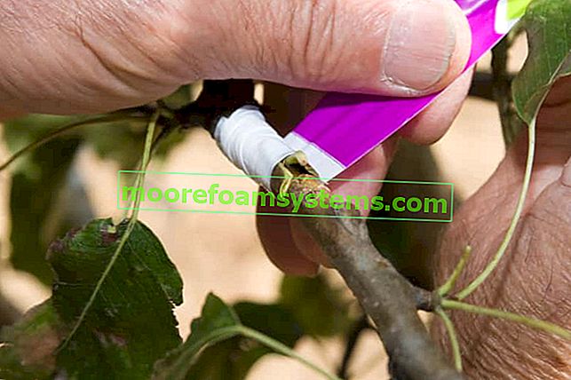Прививка деревьев и прививка плодовых деревьев специальной лентой садовником в саду