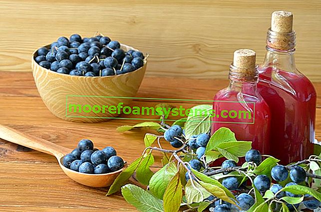 Черен трън слива - употребата на плодове от лигавица, най-добрите консерви, сокове и тинктура от лигавица 2