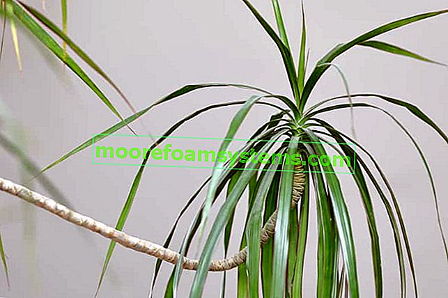 Dracaena Smocza oder Dracena draco als interessante Topfpflanze, die zu Hause wächst