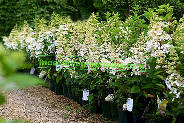 Les plus belles variétés d'hortensias en bouquet - un aperçu et des conseils pratiques