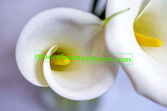 Zantedeschia (цвете Zantedeschia) - отглеждане, грижи в градината и в саксия
