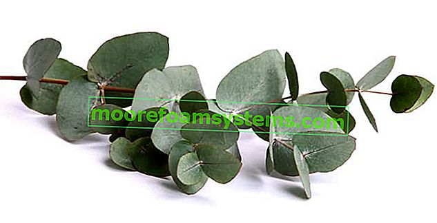 Modrý eukalyptus (Gunni) - výsadba, pěstování, péče, prořezávání