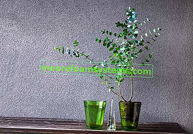 Kék eukaliptusz (Gunnii) - ültetés, termesztés, gondozás, metszés