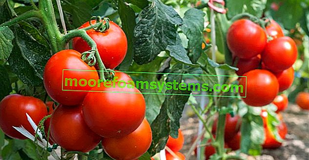 Зрели домати на храста в градината