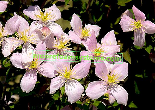 Clematide di montagna (Clematis montana) - varietà, coltivazione, cura, consigli