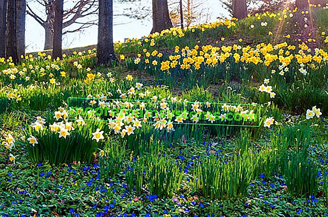 Narcis - spomladanski cvet - sorte, sajenje, gojenje, nega 2