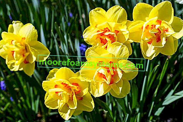 Narcisse jaune en fleur