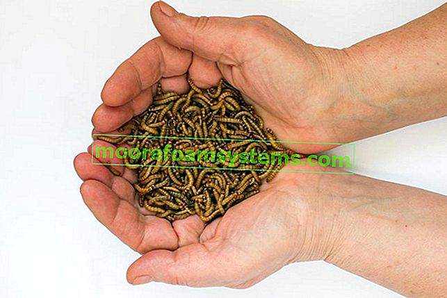 Insektenlarven von Mehlwürmern von Müllern, die in den Händen gehalten werden, sowie Schädlingsbekämpfung