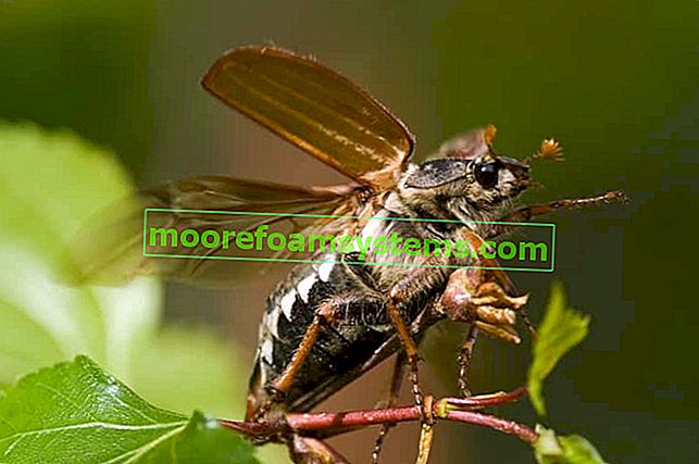 May beetle - moyens éprouvés de le combattre dans le jardin