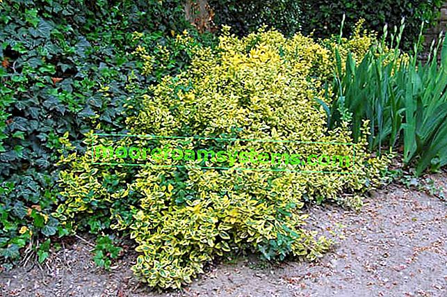 Euonymus japonez în grădină în comparație cu alți arbuști ornamentali, a căror cultivare și îngrijire nu este dificilă