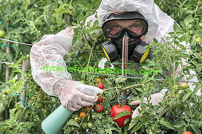 Postřik rajčat s mědí na zahradě, stejně jako postřik rajčat krok za krokem